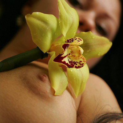Fedorov Hd - Orchid